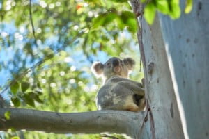 koala