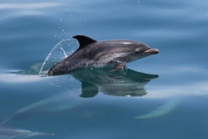 Whale Song Hervey Bay