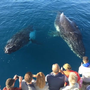 Whale Song Hervey Bay