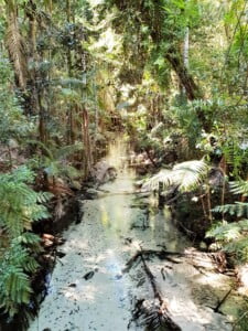 Fraser Island, Fraser Island Creek, Visit Fraser island