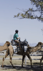 Summer Land Camels 1 - Carousel